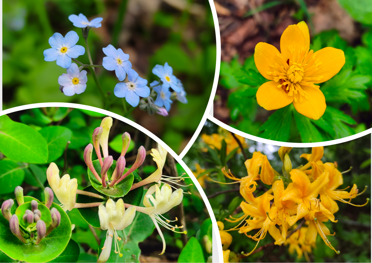 Дикие цветы Теберды в начале мая 