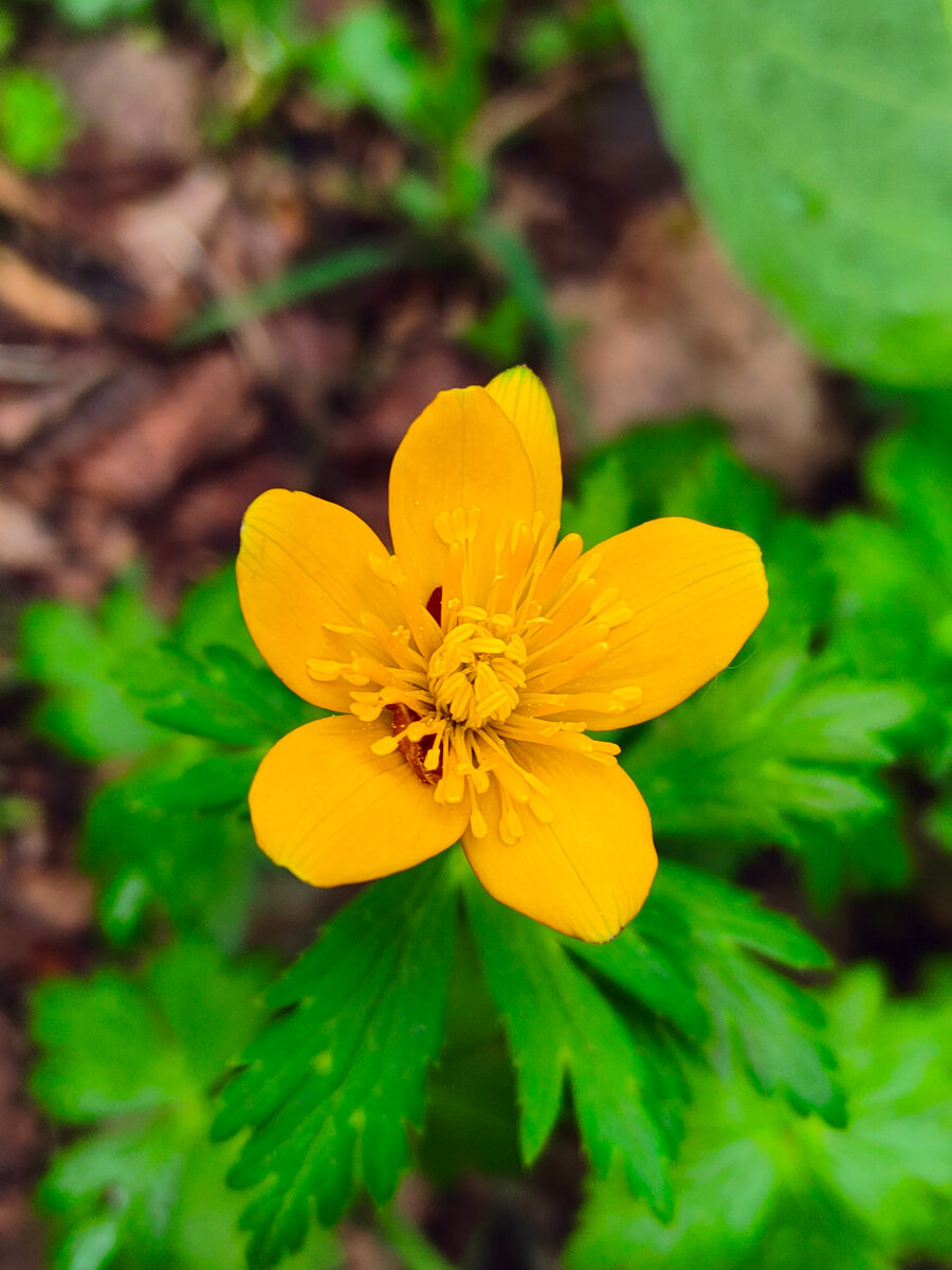 Ветренница лютичная 