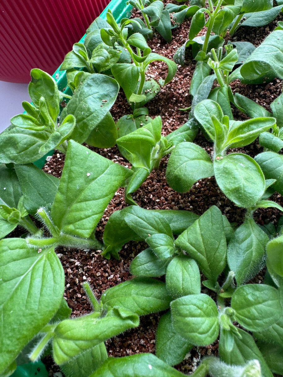 Это 3-х дневные черенки в вермикулите