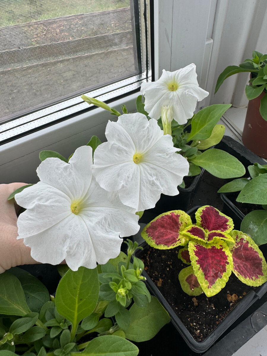 Маточные кустики, посеяны были в начале февраля