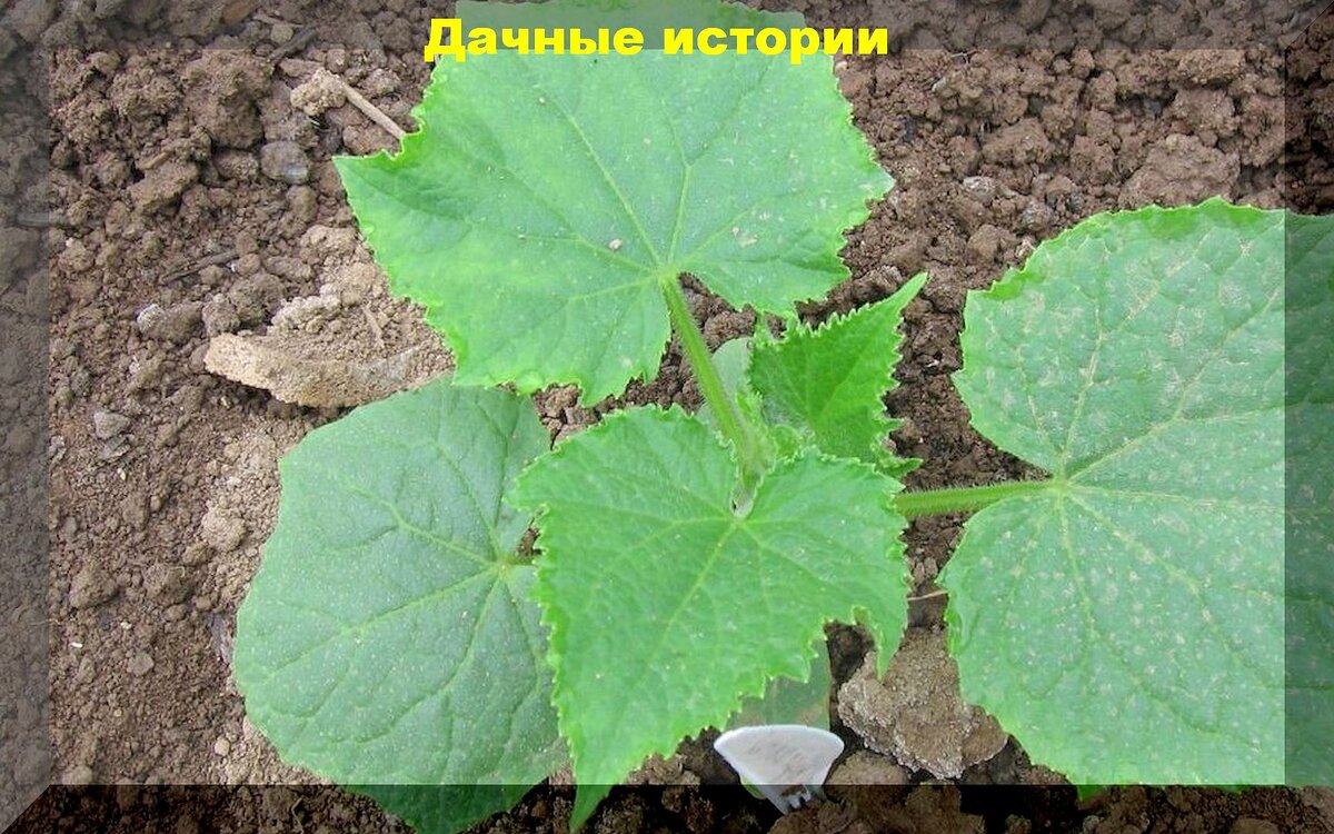 https://vk.com/photo-159774511_457265448