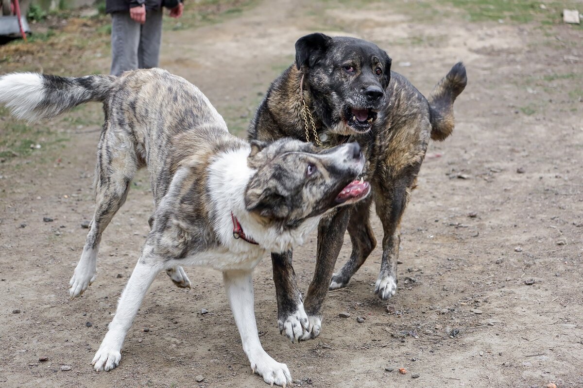Тайган и ТОска. В приюте 