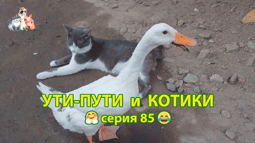 Ути-пути с котиками серия 85 🤗 Милая дружба Кошек и Уток на птичьем дворе 🐈🐈‍⬛🦆 Котята и утята ❣️