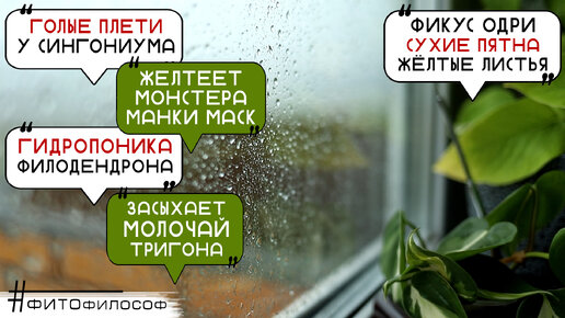 ЧТО ДЕЛАТЬ?😵Желтеет Монстера МАНКИ и ЗАМИК, засох МОЛОЧАЙ, сухие пятна и желтизна на фикусе ОДРИ