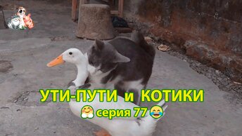 Ути-пути с котиками серия 77 🤗 Милая дружба Кошек и Уток на птичьем дворе 🐈🐈‍⬛🦆 Котята и утята ❣️