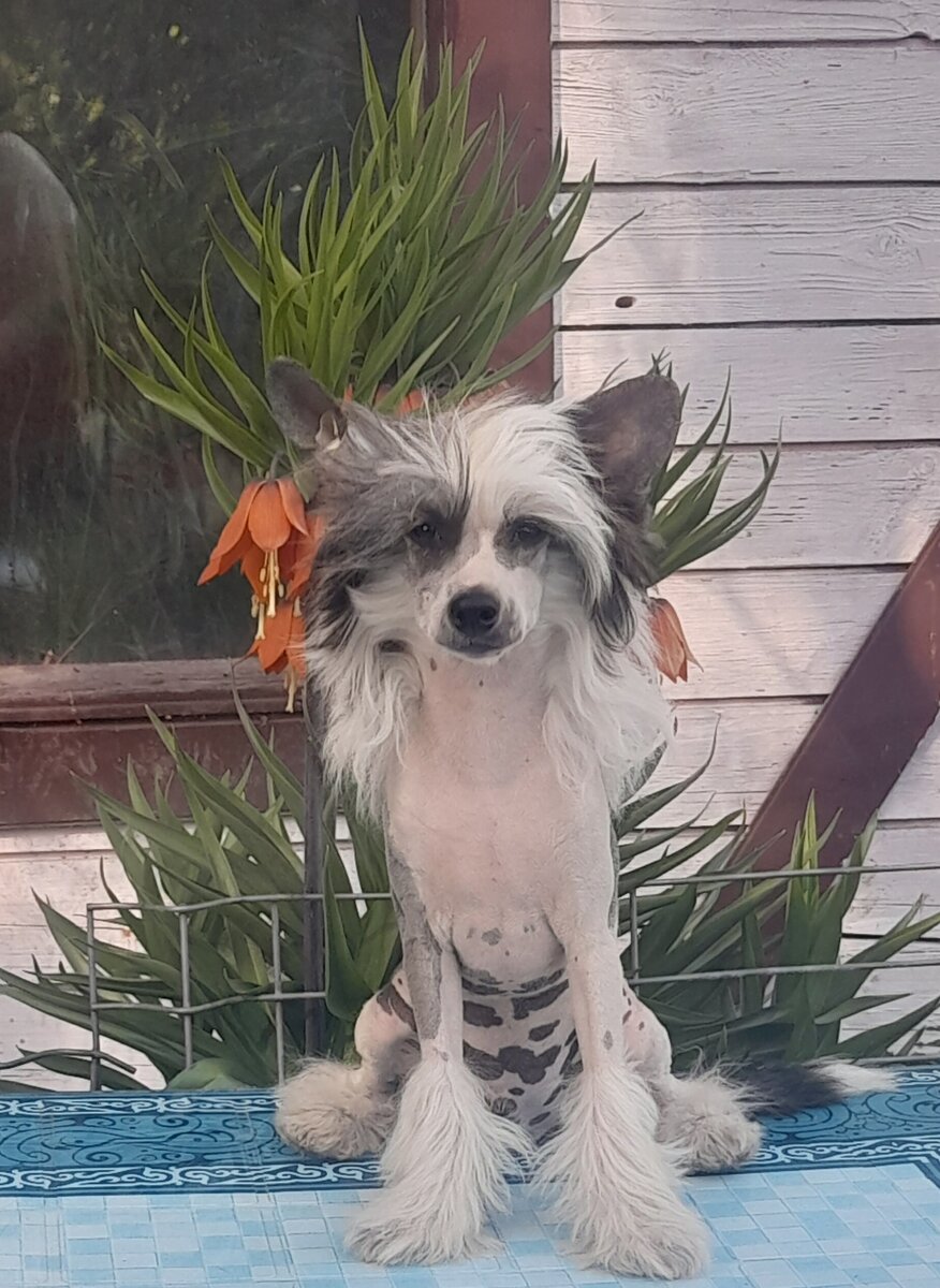 Вот почему так происходит? Пончик ждет.