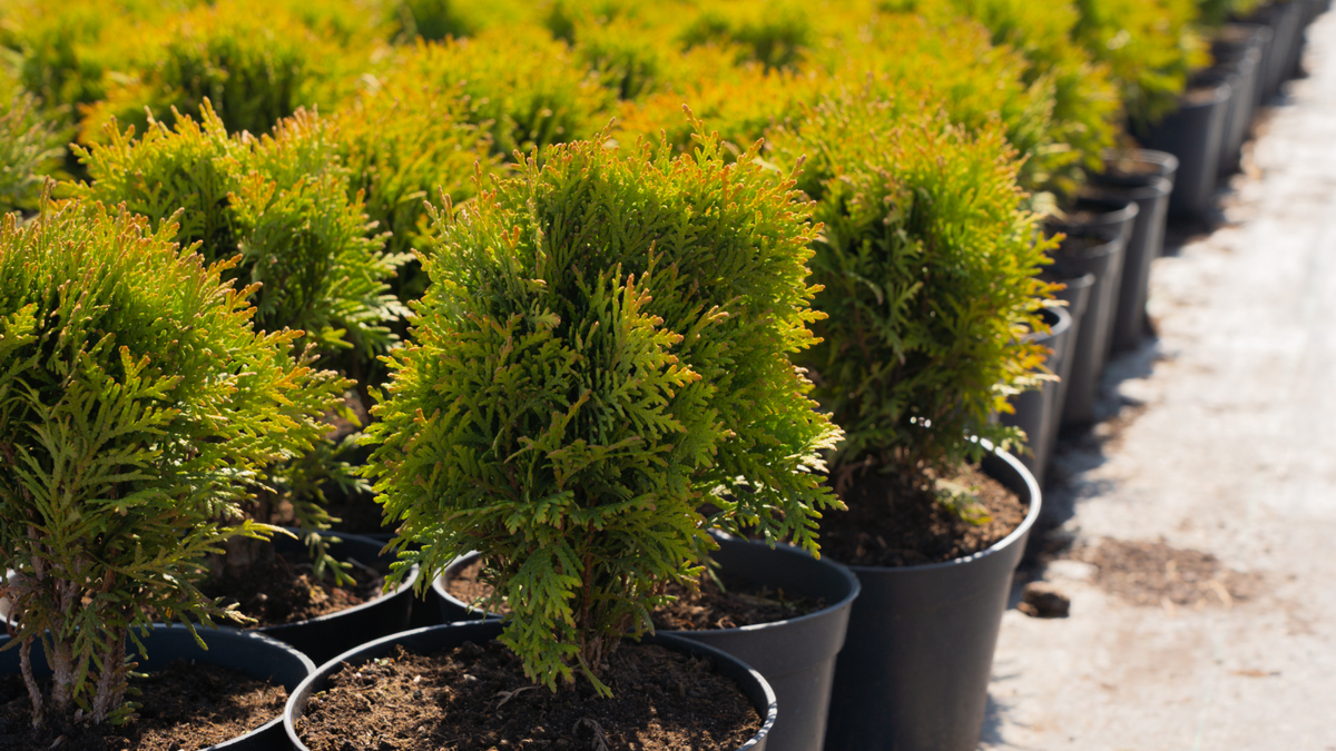 Как и когда обрезать тую в питомнике? 