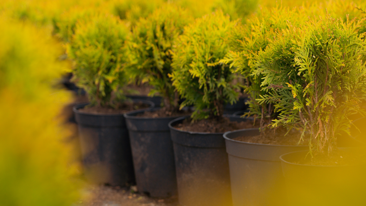 Как и когда обрезать тую в питомнике?