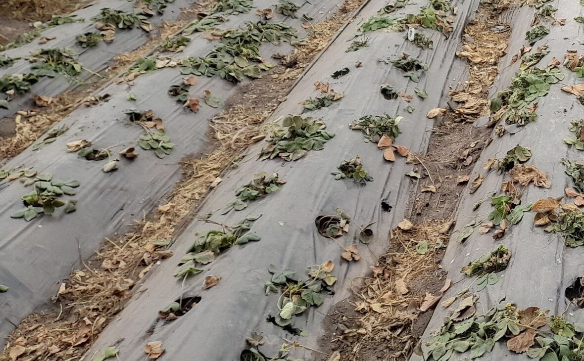 Фото: РБК Черноземье