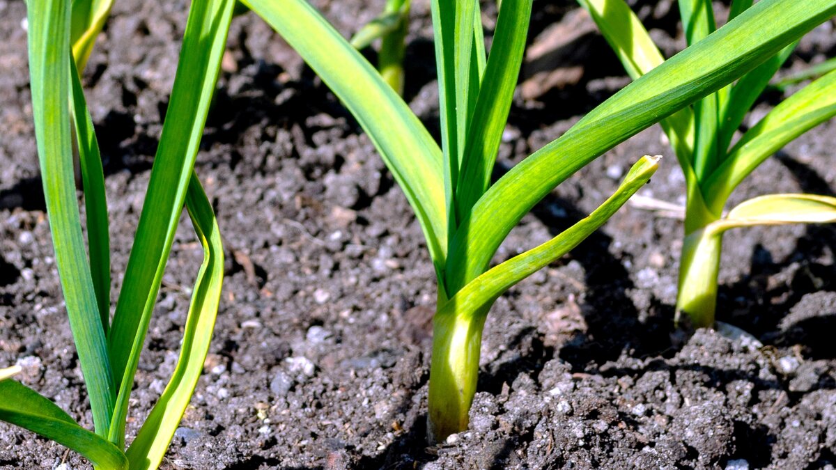 Чеснок любят все. Многие считают, что за культурой нужен минимальный уход – вырастет сама по себе без посторонней помощи