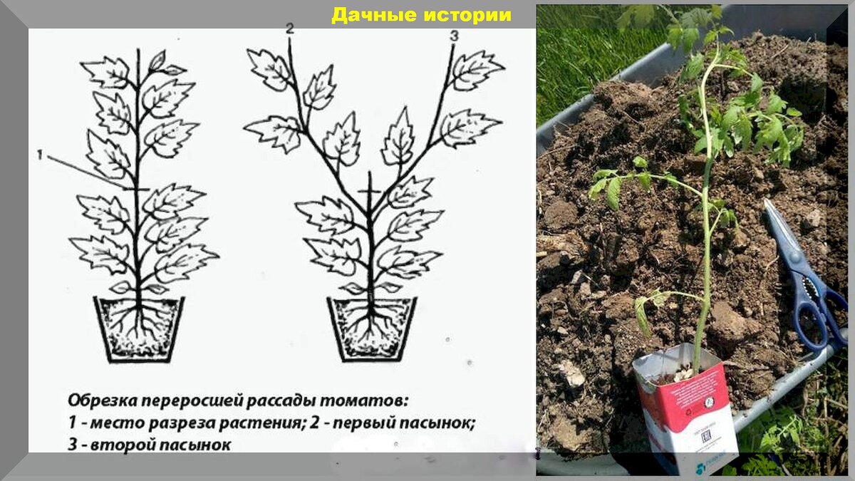 Как не погубить рассаду при высадке: как защитить высаженную рассаду от  холода, болезней и вредителей | Дачные истории | Дзен