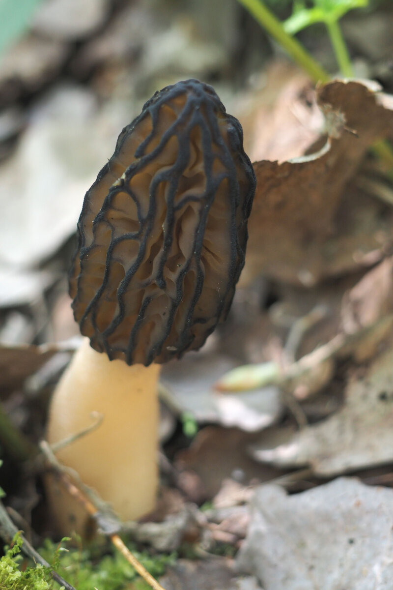 Сморчок эксимовидный ( Morchella eximioides), бывший конический, бывший высокий. Какое бы название у него не было, он КРАСИВ, а главное съедобен!)