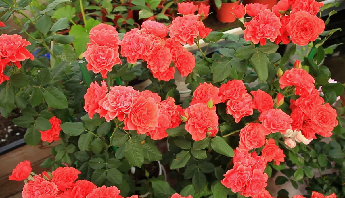 Роза Леди оф Белград