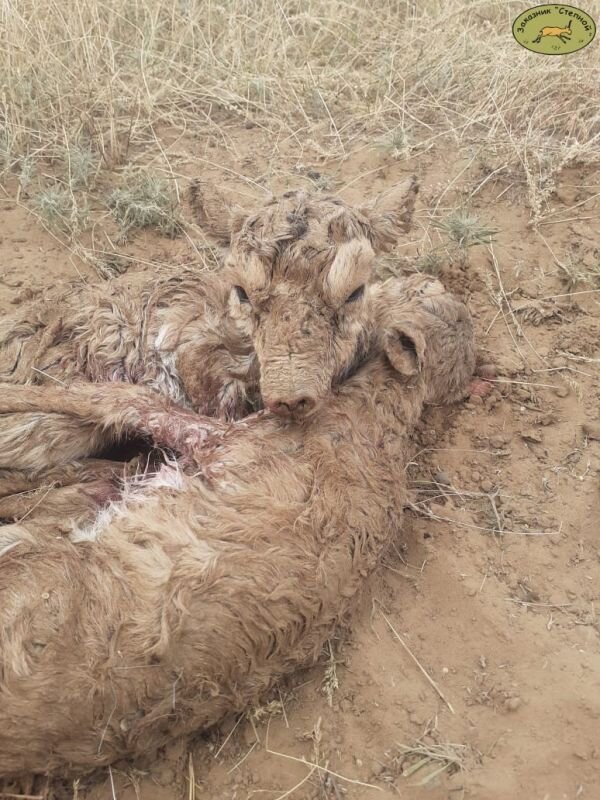 Фото: видео заказника "Степной" 