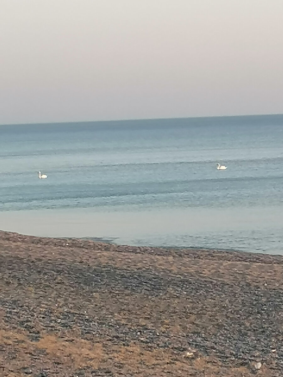 Пара лебедей на Черном море