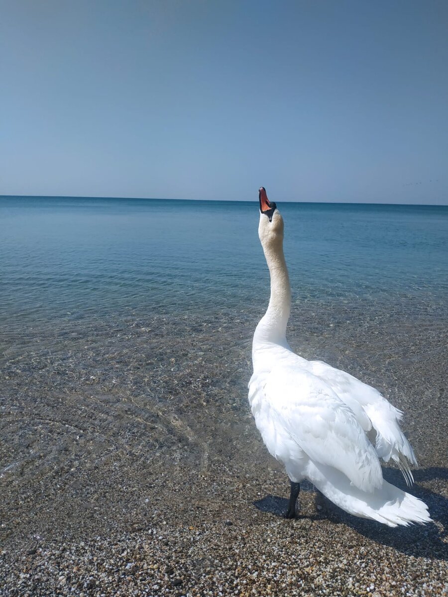 Лебедь на пляже