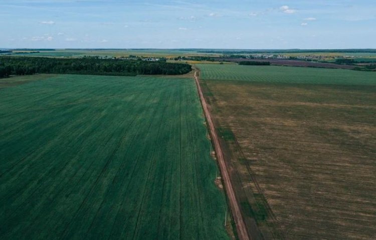    Часть озимых Чувашии пойдет на подсев или пересев