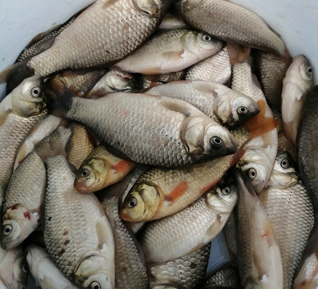 Улов карасей на пруду.