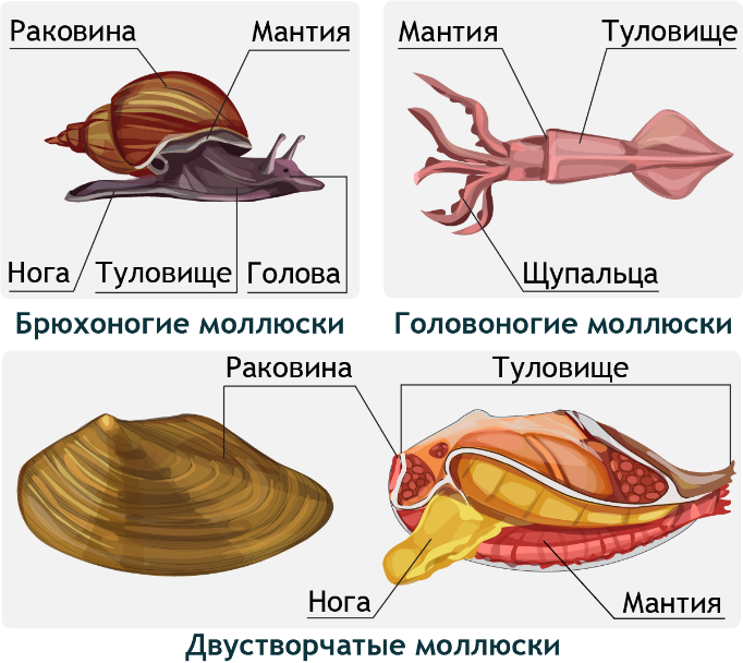 общие план строения моллюсков из школьного учебника