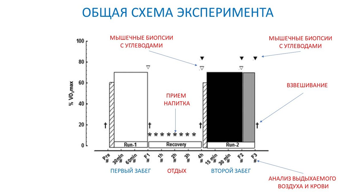 Рисунок 1. Схема эксперимента с моментами измерения физиологических параметров.