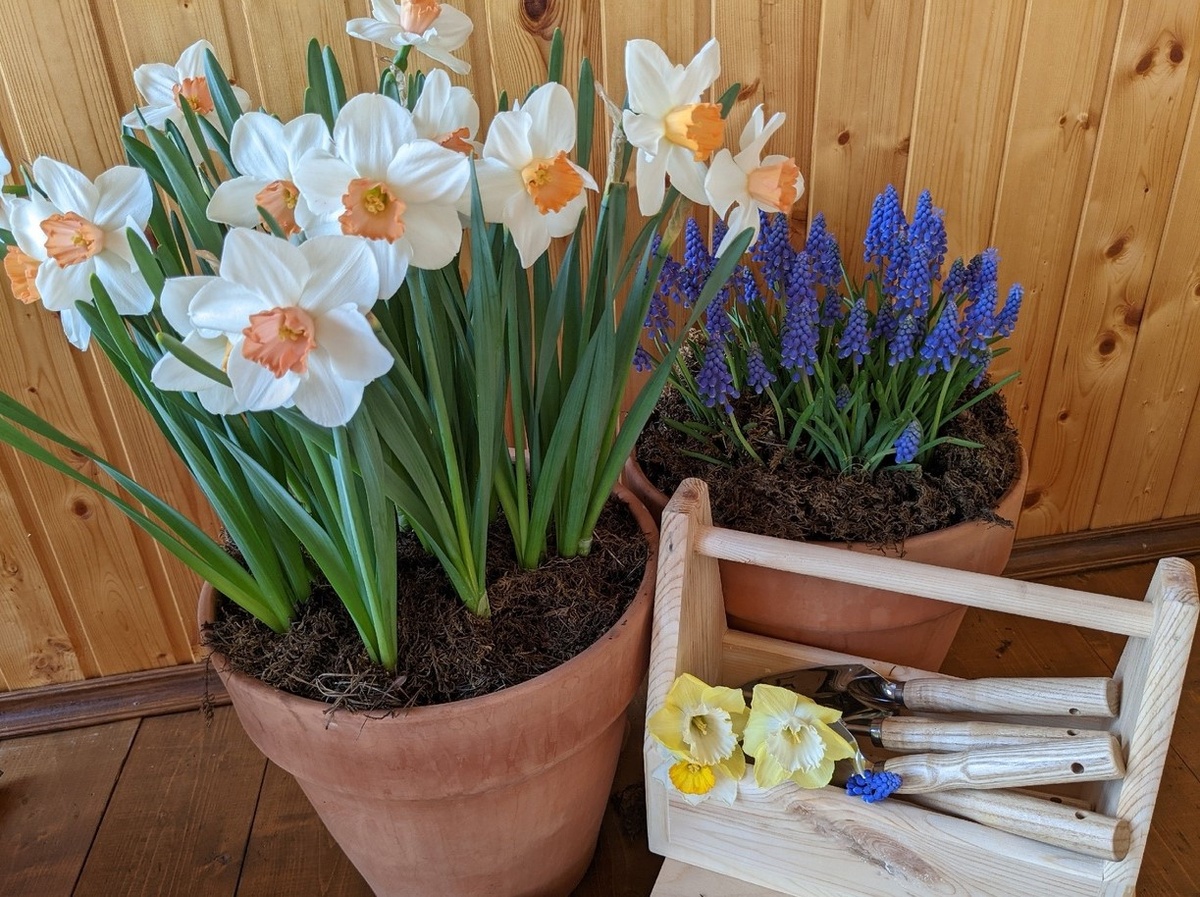 Год, когда получился контейнерный сад первоцветов