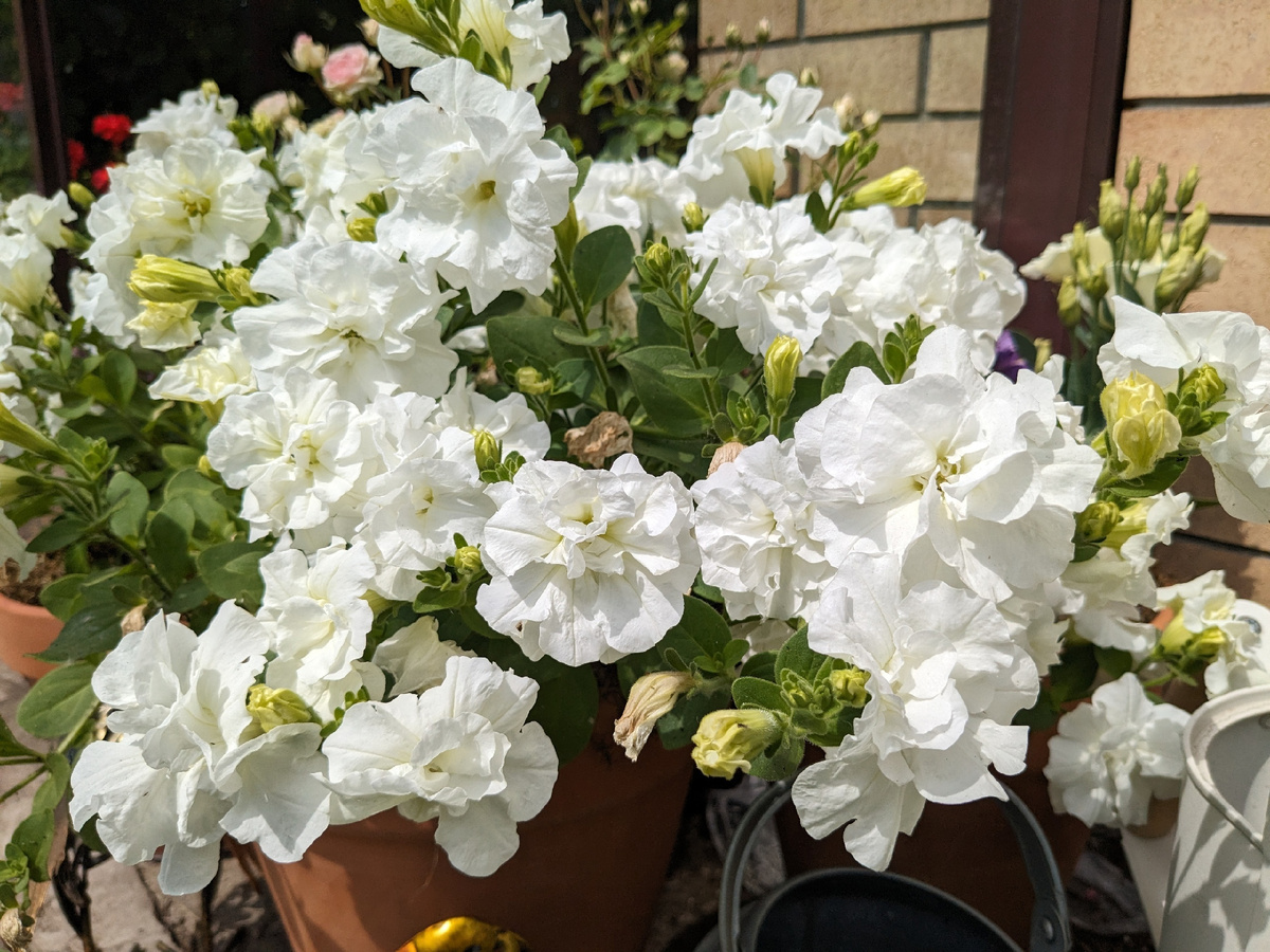 Предпочитаю махровые петунии