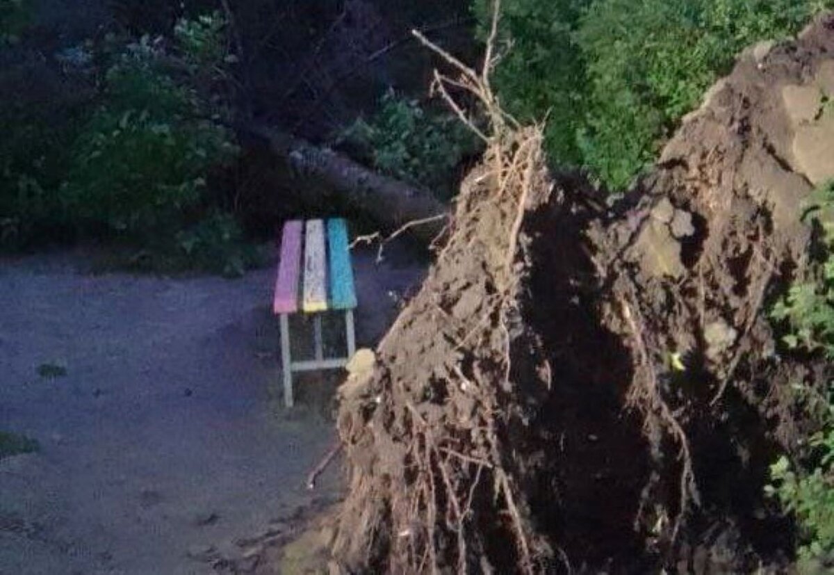    В Курске из-за сильного ветра упали 7 деревьев