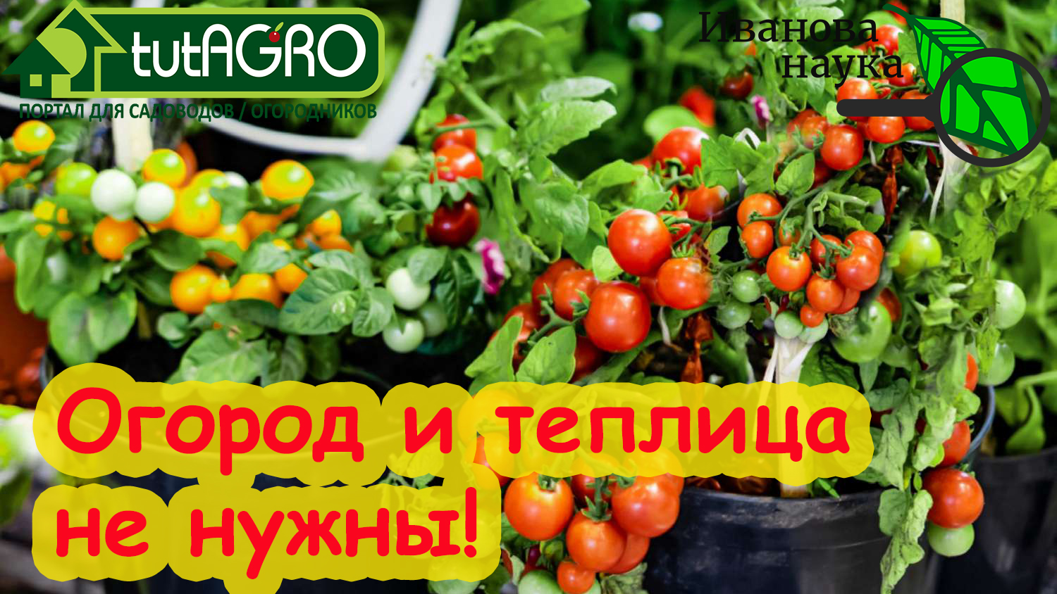 🔴РАЗБОР ПОЛЁТОВ №4. ОГОРОД НЕ НУЖЕН: Виктория Карелина против комнатных  томатов.