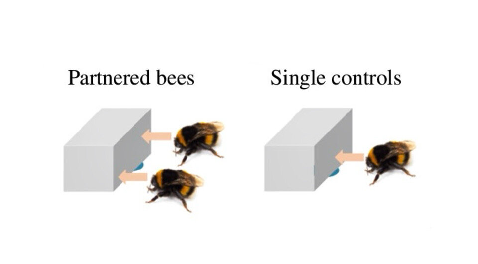   Olli J. Loukola et al. / Proceedings of the Royal Society B, 2024