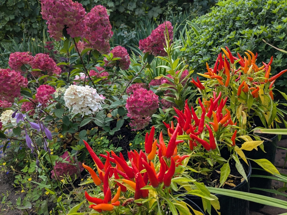 Декоративный перец "Медуза"