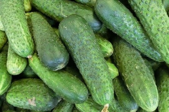    Для успешного выращивания огурцов и увеличения урожая на даче необходимо придерживаться определенных правил и использовать эффективные методы.