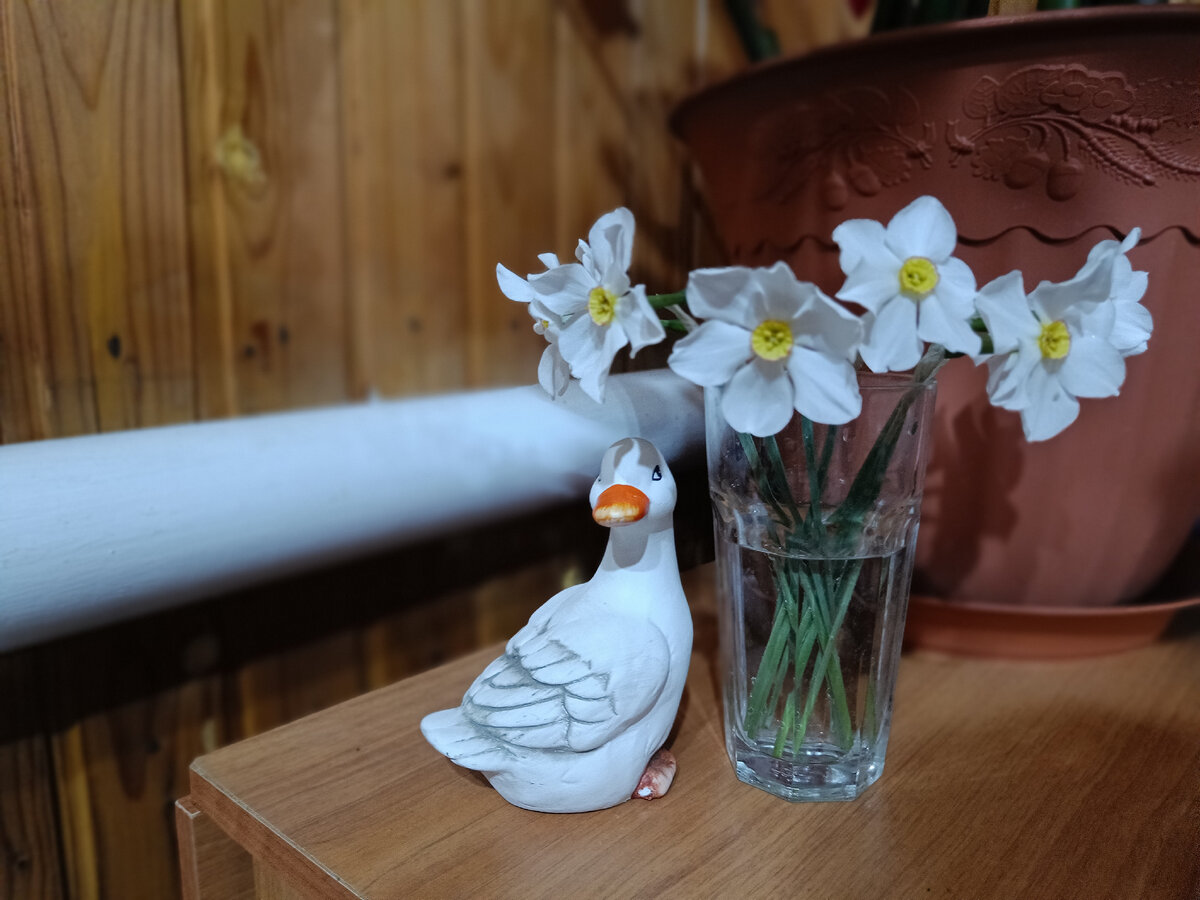 Нарциссы из палисадника