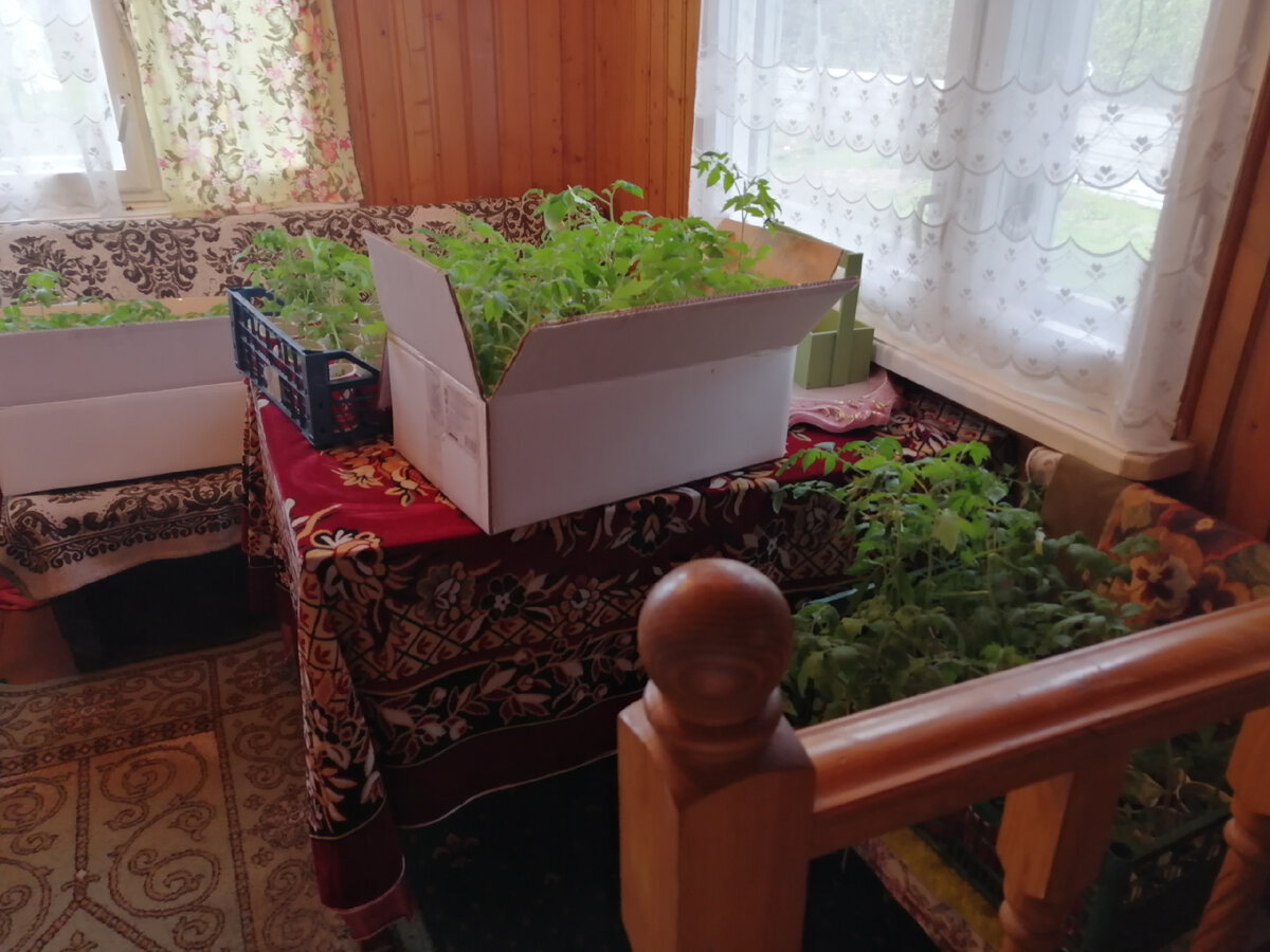 Ящики с рассадой