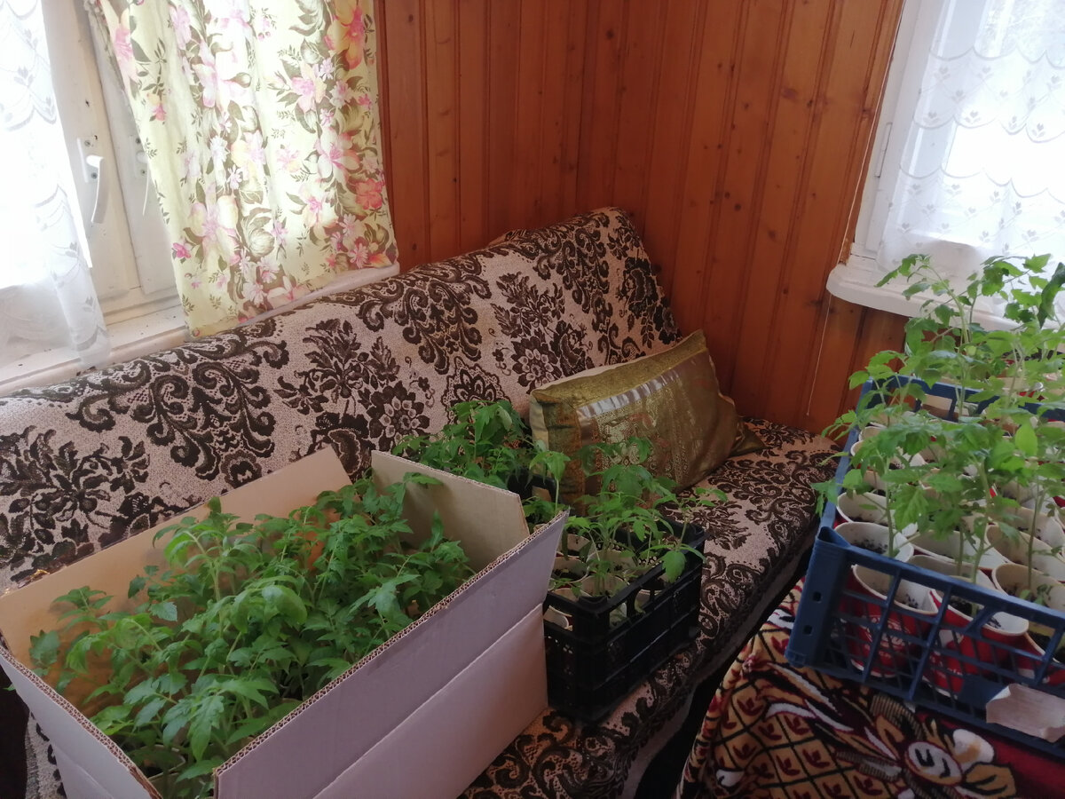 Ящики с рассадой