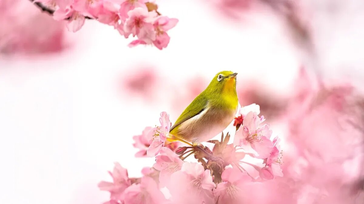 Фото: pixabay.com