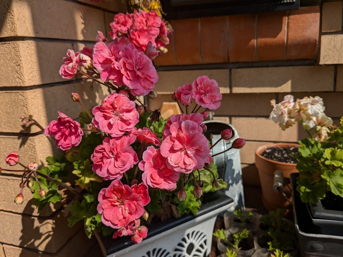Пеларгония-зонартик Марокканская Принцесса