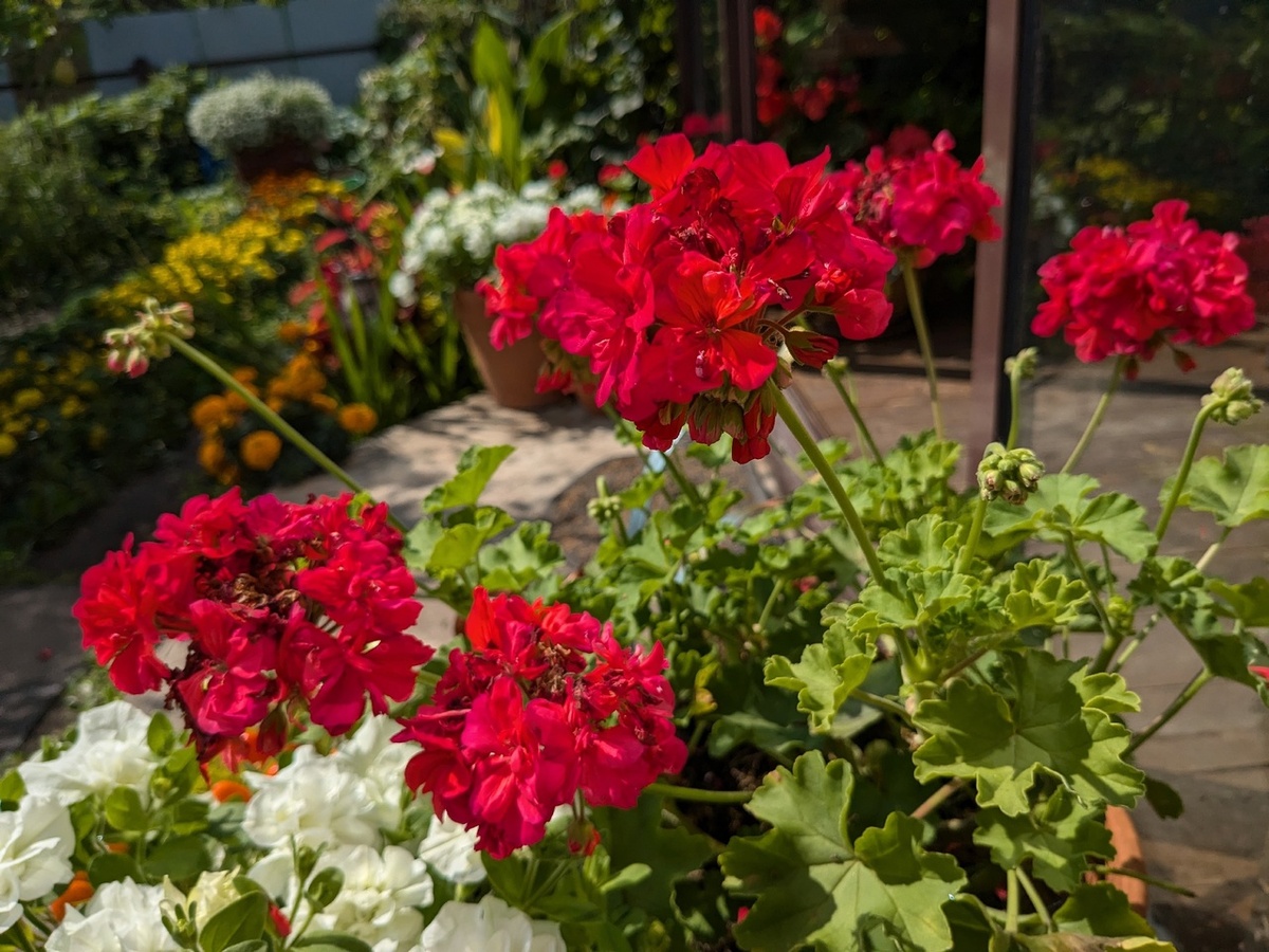 Пеларгония неизвестного сорта, которая сначала была ликвидирована, а потом восстановлена