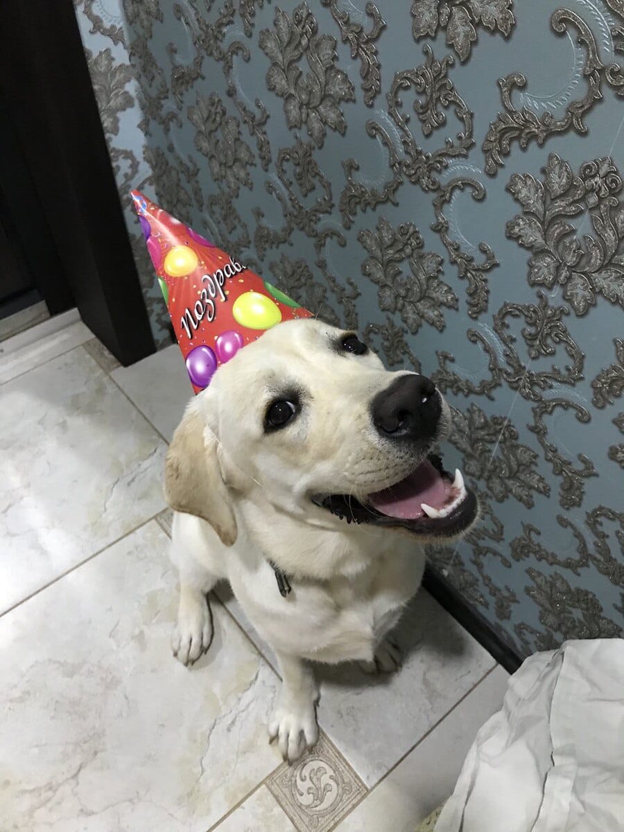 Персик отмечает день рождения хозяйки