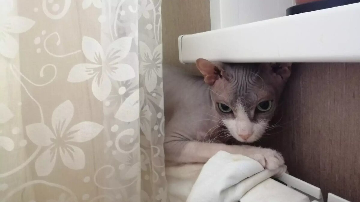     Источник: newsnn.ru