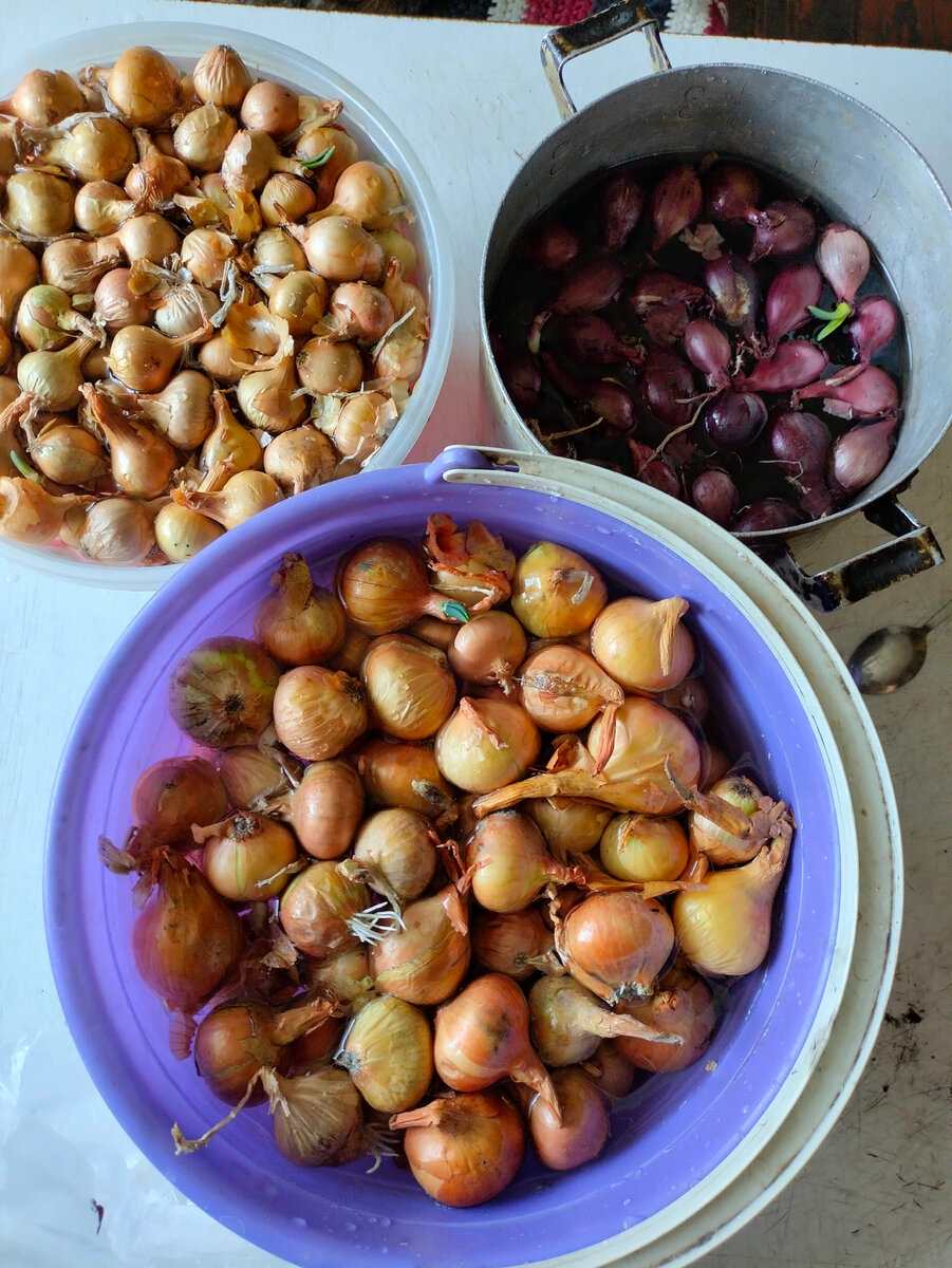 Лук замаячила в марганцовке