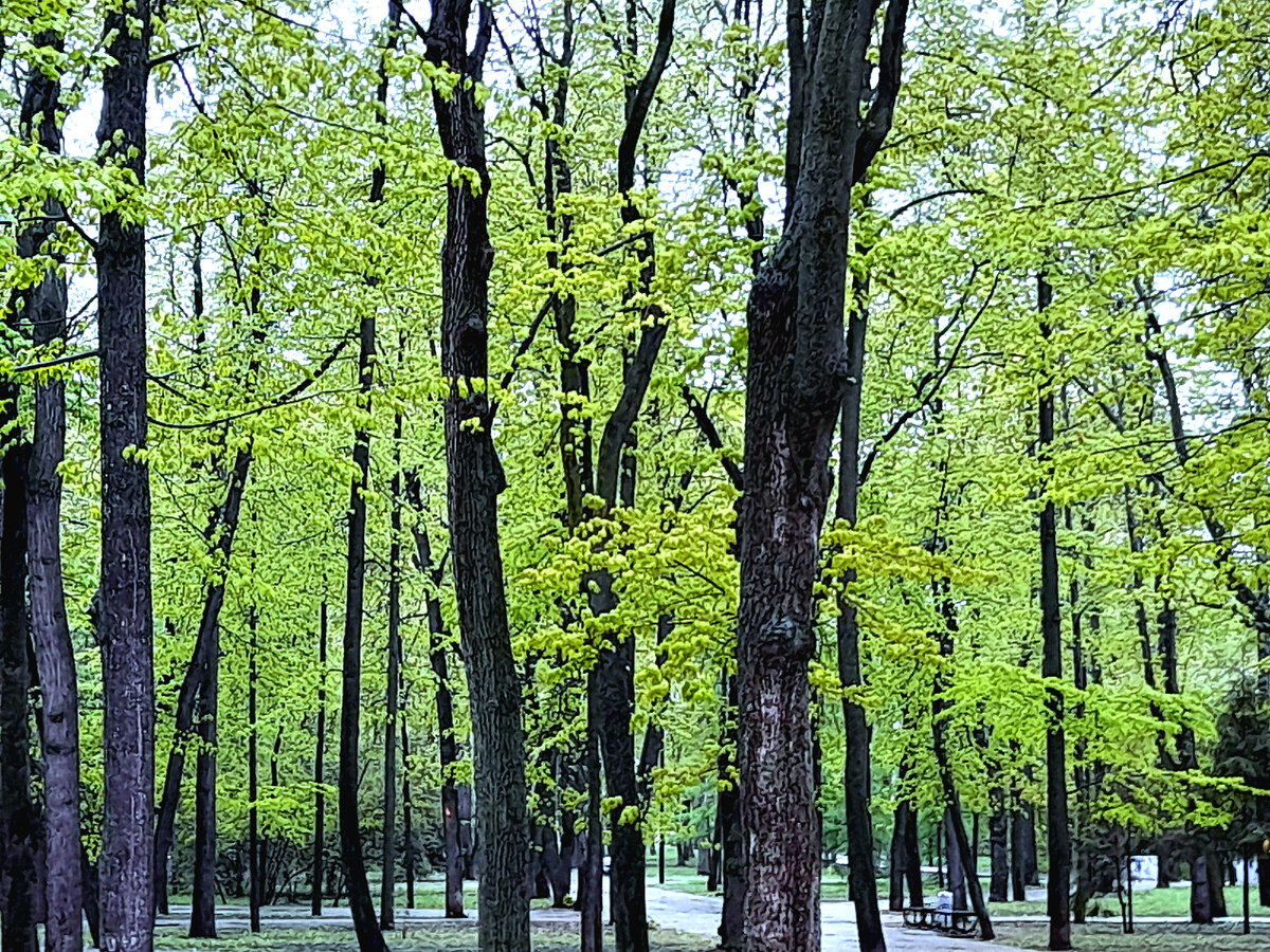 Фото автора, абсолютно пустынный парк, потому что дождь и холод.