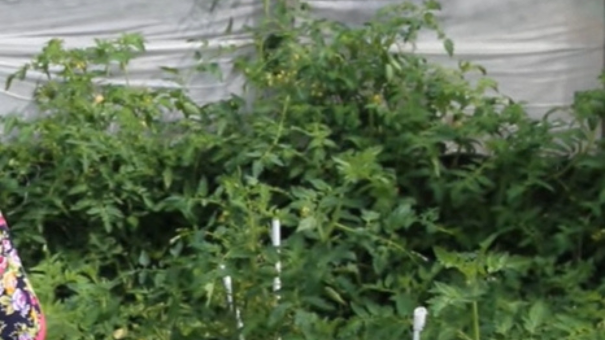 Огораживаем грядку стенкой из пленки, защищая растения от сквозняков