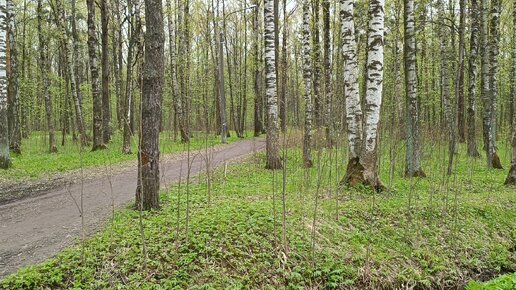 Вдохновение зеленеющих аллей. Весенняя прогулка в парке Александрино. Санкт-петербург