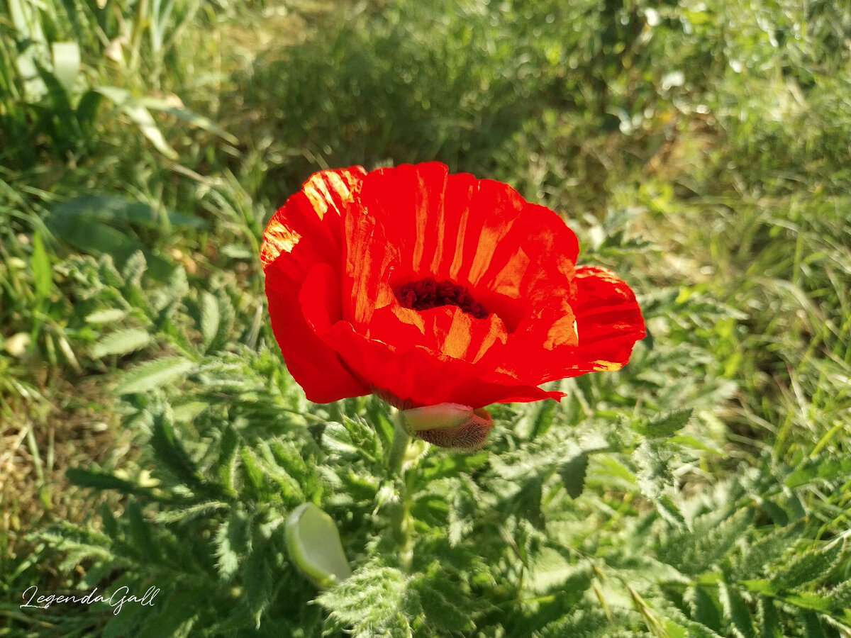 Цвет получился почти реальный