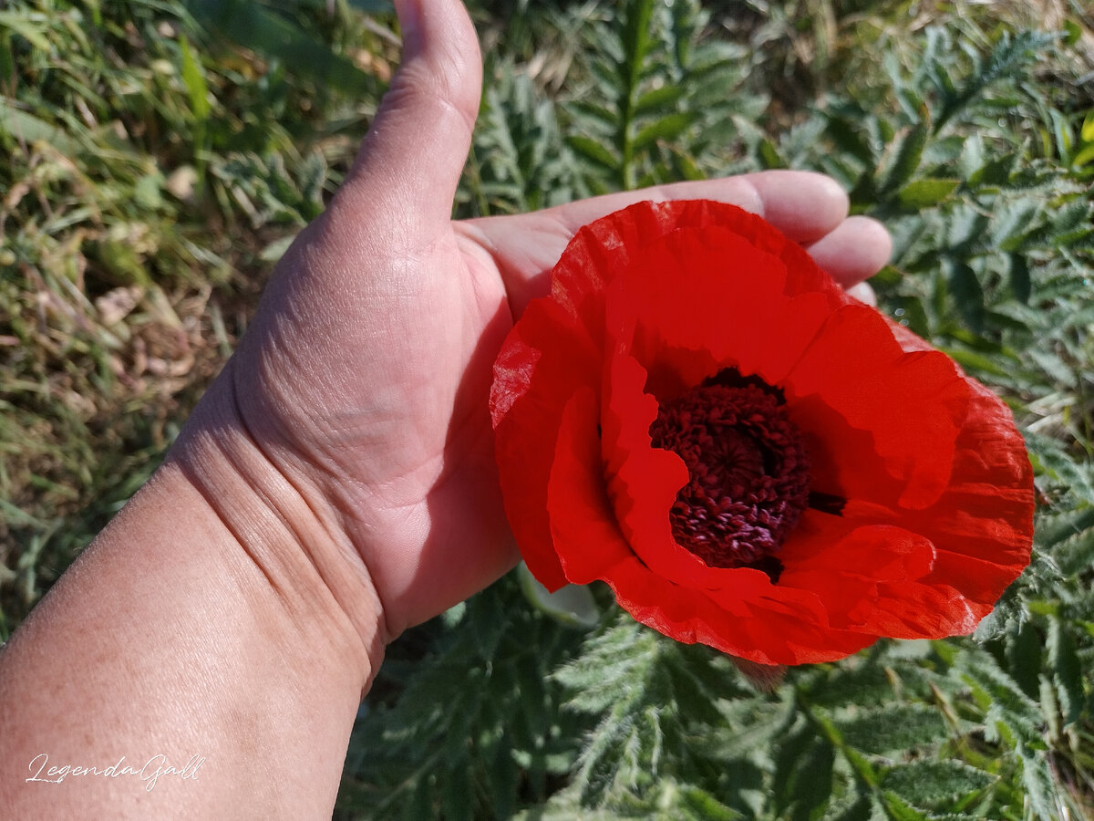 И он с мою ладонь величиной...