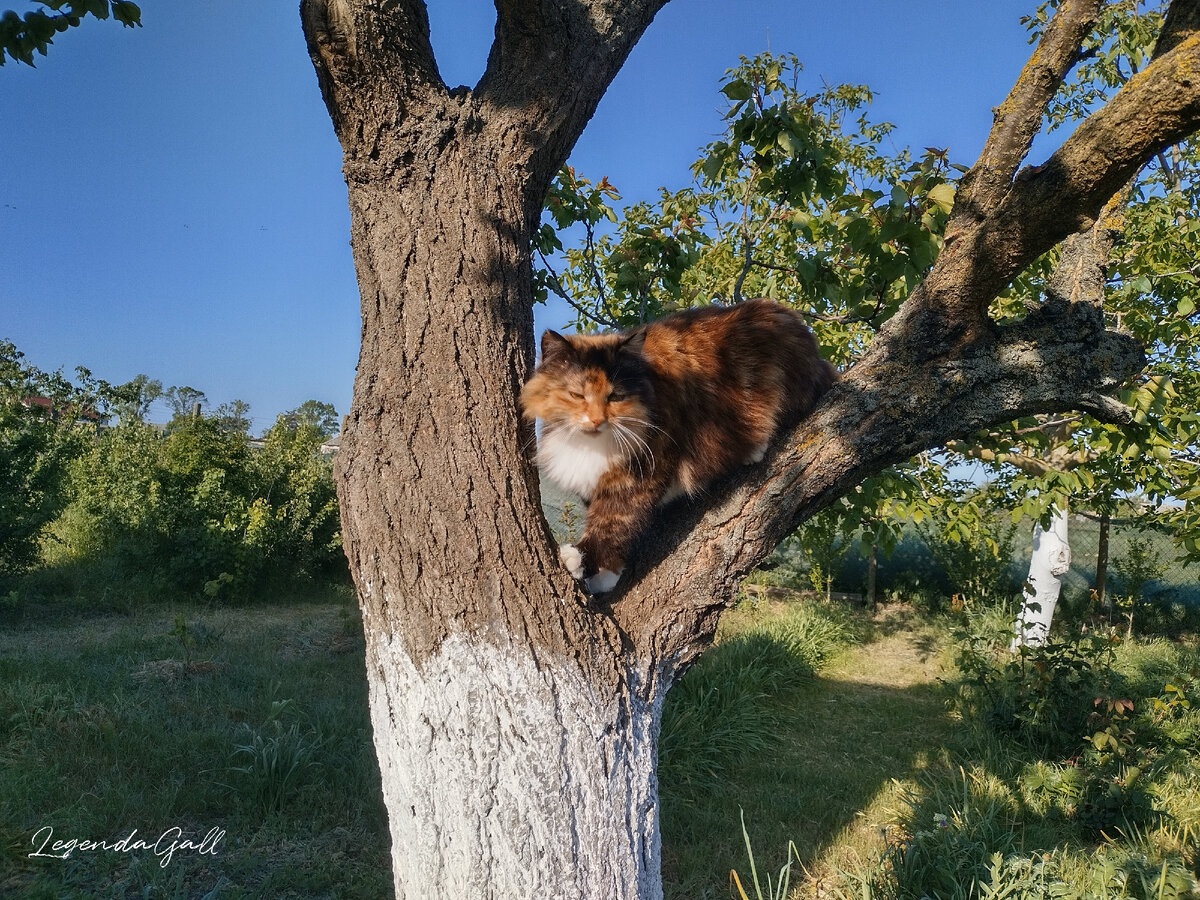 Мяв - здравствуйте!