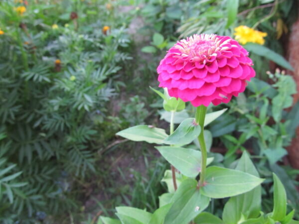 Цинния розовая