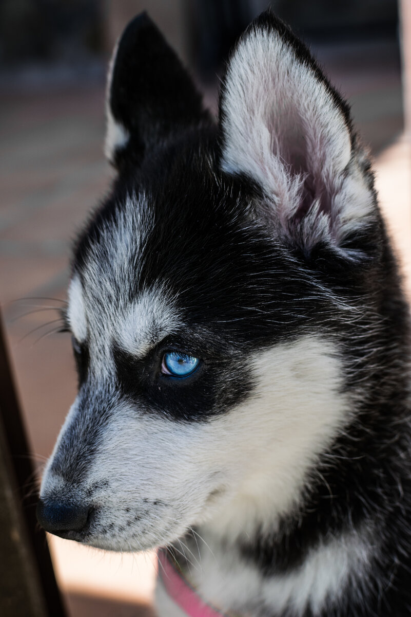Хаски под. Husky под. Под haski. Husky pod