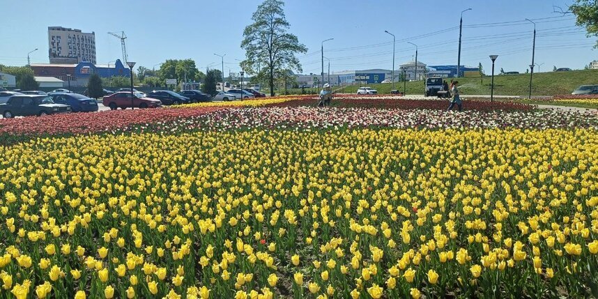    Тюльпанные "ковры".Ирина Алексеева