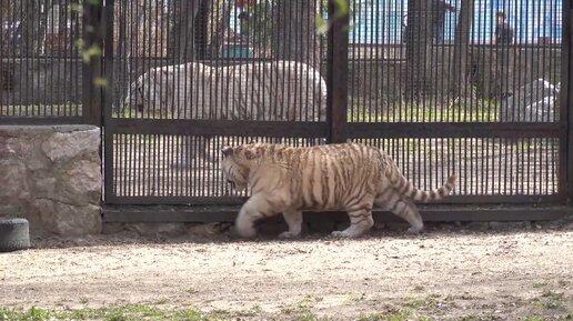 下载视频: Новый житель зоопарка Кови знакомится с соседкой тигрицей Заей. 07.05.2024